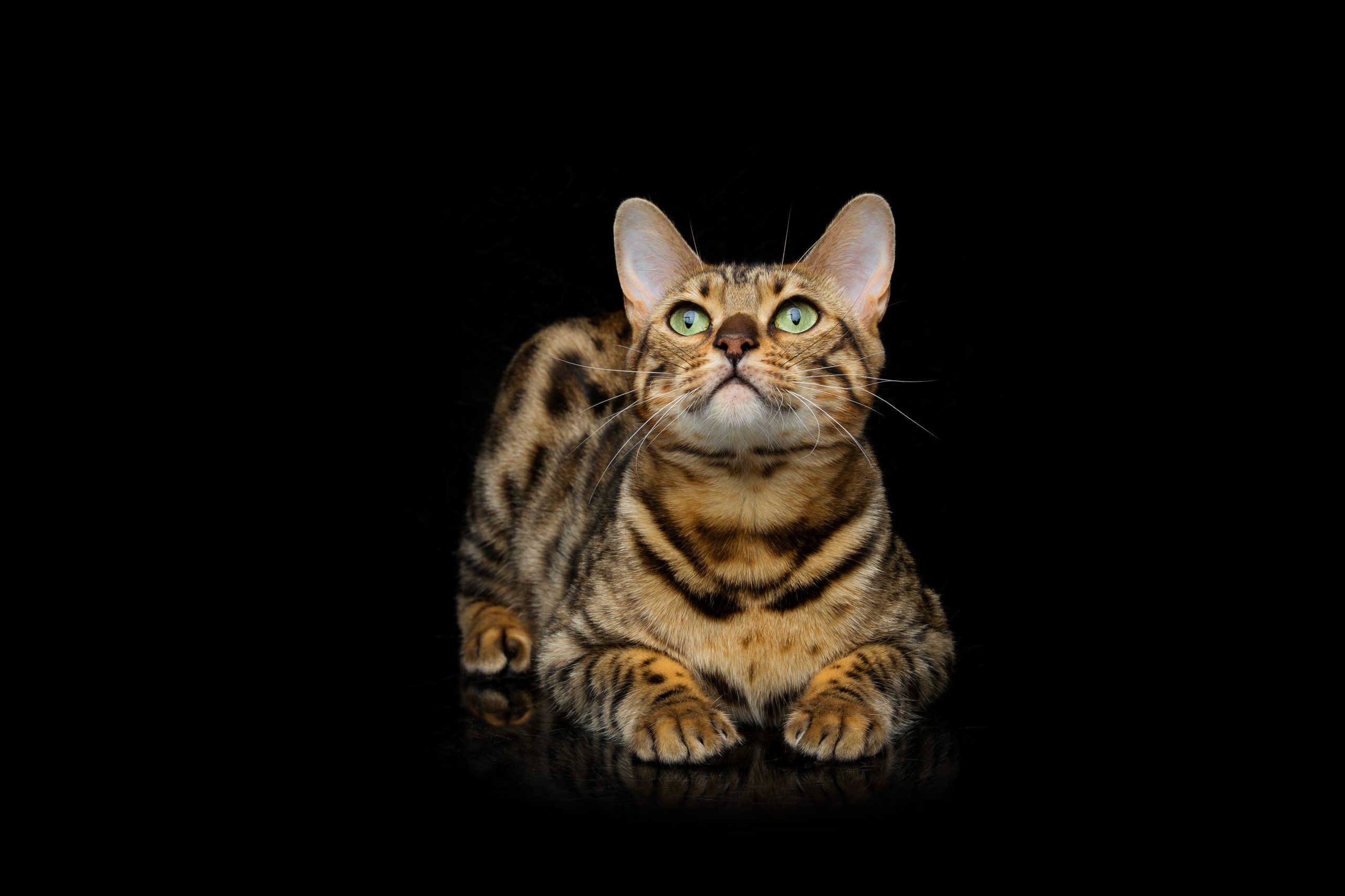 KS-MARKETING-AGENTS-KG-MEOWKETING-BANNERBILD KS-MARKETING-AGENTS-KG-MEOWKETING-BANNERBILD